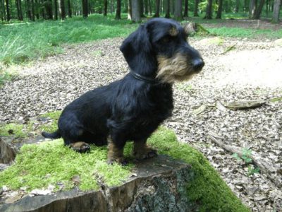 Immo von der Dammheide